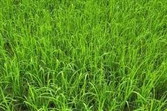 thumbs_1_MICROBEBIO-FIELD-IMAGE55