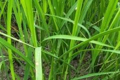 thumbs_1_MICROBEBIO-FIELD-IMAGE57