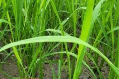 thumbs_1_MICROBEBIO-FIELD-IMAGE58