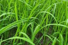 thumbs_1_MICROBEBIO-FIELD-IMAGE59
