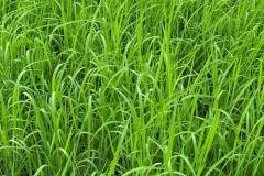 thumbs_1_MICROBEBIO-FIELD-IMAGE62