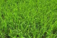 thumbs_1_MICROBEBIO-FIELD-IMAGE63