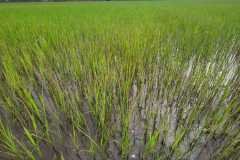 thumbs_1_MICROBEBIO-FIELD-IMAGE68