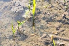 thumbs_1_MICROBEBIO-FIELD-IMAGE69