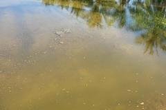 thumbs_1_MICROBEBIO-FIELD-IMAGE70