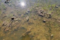 thumbs_1_MICROBEBIO-FIELD-IMAGE73
