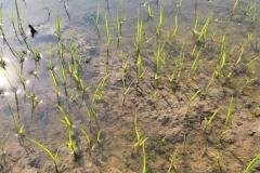 thumbs_1_MICROBEBIO-FIELD-IMAGE74
