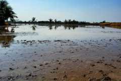 thumbs_1_MICROBEBIO-FIELD-IMAGE79