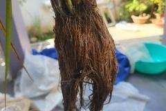 thumbs_1_MICROBEBIO-FIELD-IMAGE80
