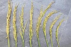 thumbs_1_MICROBEBIO-FIELD-IMAGE82