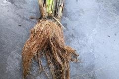 thumbs_1_MICROBEBIO-FIELD-IMAGE88