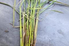 thumbs_1_MICROBEBIO-FIELD-IMAGE89