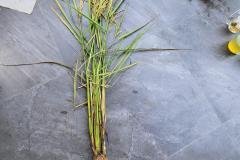 thumbs_1_MICROBEBIO-FIELD-IMAGE90