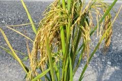 thumbs_1_MICROBEBIO-FIELD-IMAGE91