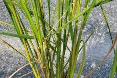 thumbs_1_MICROBEBIO-FIELD-IMAGE93