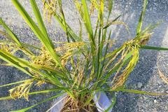 thumbs_1_MICROBEBIO-FIELD-IMAGE94