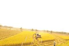 thumbs_1_MICROBEBIO-FIELD-IMAGE95