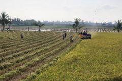 thumbs_1_MICROBEBIO-FIELD-IMAGE98