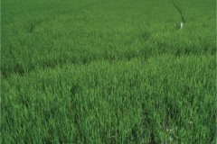 thumbs_1_MICROBEBIO-IMAGE-SEREPTA-NEW-V-118