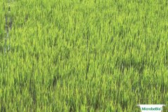 thumbs_1_MICROBEBIO-IMAGE-TAN-CHAU-H11