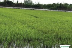 thumbs_1_MICROBEBIO-IMAGE-TAN-CHAU-H16