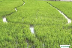 thumbs_1_MICROBEBIO-IMAGE-TAN-CHAU-H18