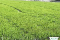 thumbs_1_MICROBEBIO-IMAGE-TAN-CHAU-H19