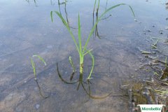 thumbs_1_MICROBEBIO-IMAGE-TAN-CHAU-H7