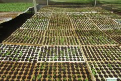 thumbs_1_MICROBEBIO-PHOTO-TEST-FARM38
