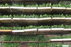thumbs_1_MICROBEBIO-PHOTO-TEST-FARM40