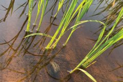 thumbs_1_MICROBEBIO-TAN-CHAU-V
