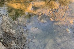 thumbs_1_MICROBEBIO-TAN-CHAU-V3