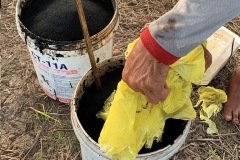 thumbs_1_MICROBEBIO-TAN-CHAU-V7