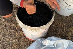 thumbs_1_MICROBEBIO-TAN-CHAU-V8