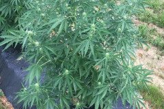 thumbs_1_MICROBEBIO-TRIAL-TEST-ALABAMA-V