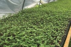 thumbs_1_MICROBEBIO-TRIAL-TEST-ALABAMA-V10