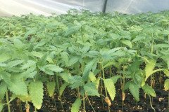 thumbs_1_MICROBEBIO-TRIAL-TEST-ALABAMA-V3