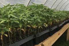 thumbs_1_MICROBEBIO-TRIAL-TEST-ALABAMA-V4