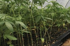 thumbs_1_MICROBEBIO-TRIAL-TEST-ALABAMA-V5