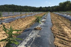thumbs_1_MICROBEBIO-TRIAL-TEST-ALABAMA-V6