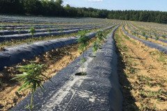 thumbs_1_MICROBEBIO-TRIAL-TEST-ALABAMA-V7
