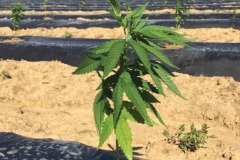 thumbs_1_MICROBEBIO-TRIAL-TEST-ALABAMA-V8