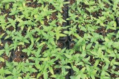 thumbs_1_MICROBEBIO-TRIAL-TEST-ALABAMA-V9