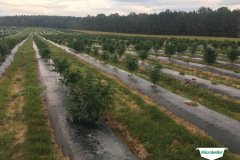 thumbs_1_MICROBEBIO-TRIAL-TEST-ALABAMA