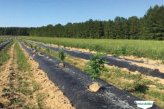 thumbs_1_MICROBEBIO-TRIAL-TEST-ALABAMA10