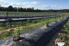 thumbs_1_MICROBEBIO-TRIAL-TEST-ALABAMA11