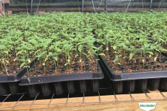 thumbs_1_MICROBEBIO-TRIAL-TEST-ALABAMA12