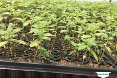 thumbs_1_MICROBEBIO-TRIAL-TEST-ALABAMA13