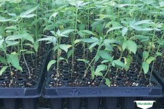 thumbs_1_MICROBEBIO-TRIAL-TEST-ALABAMA2