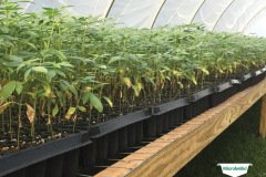 thumbs_1_MICROBEBIO-TRIAL-TEST-ALABAMA3